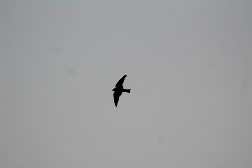 Dusky Crag Martin (Ptyonoprogne concolor), photo 2