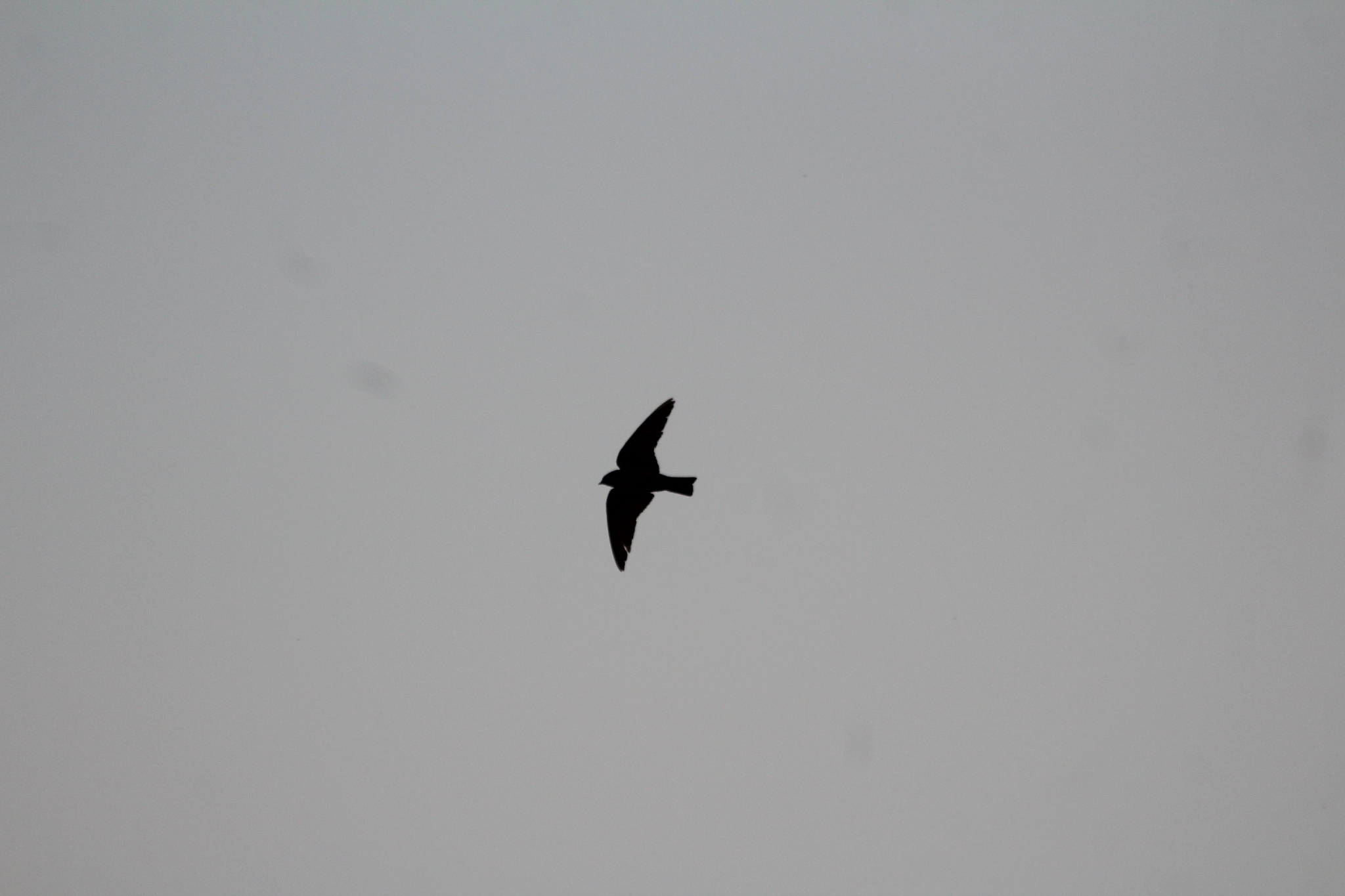 Dusky Crag Martin (Ptyonoprogne concolor), photo 2