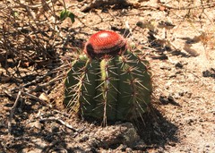 Melocactus ernestii