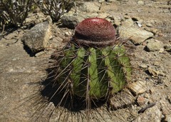 Melocactus ernestii