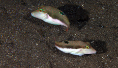 Canthigaster bennetti