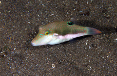 Canthigaster bennetti