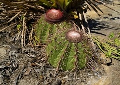 Melocactus ernestii