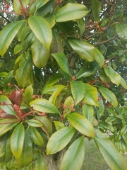 Photinia