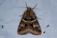 Drasteria grandirena