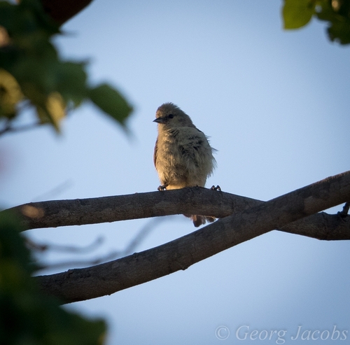 iNaturalist image