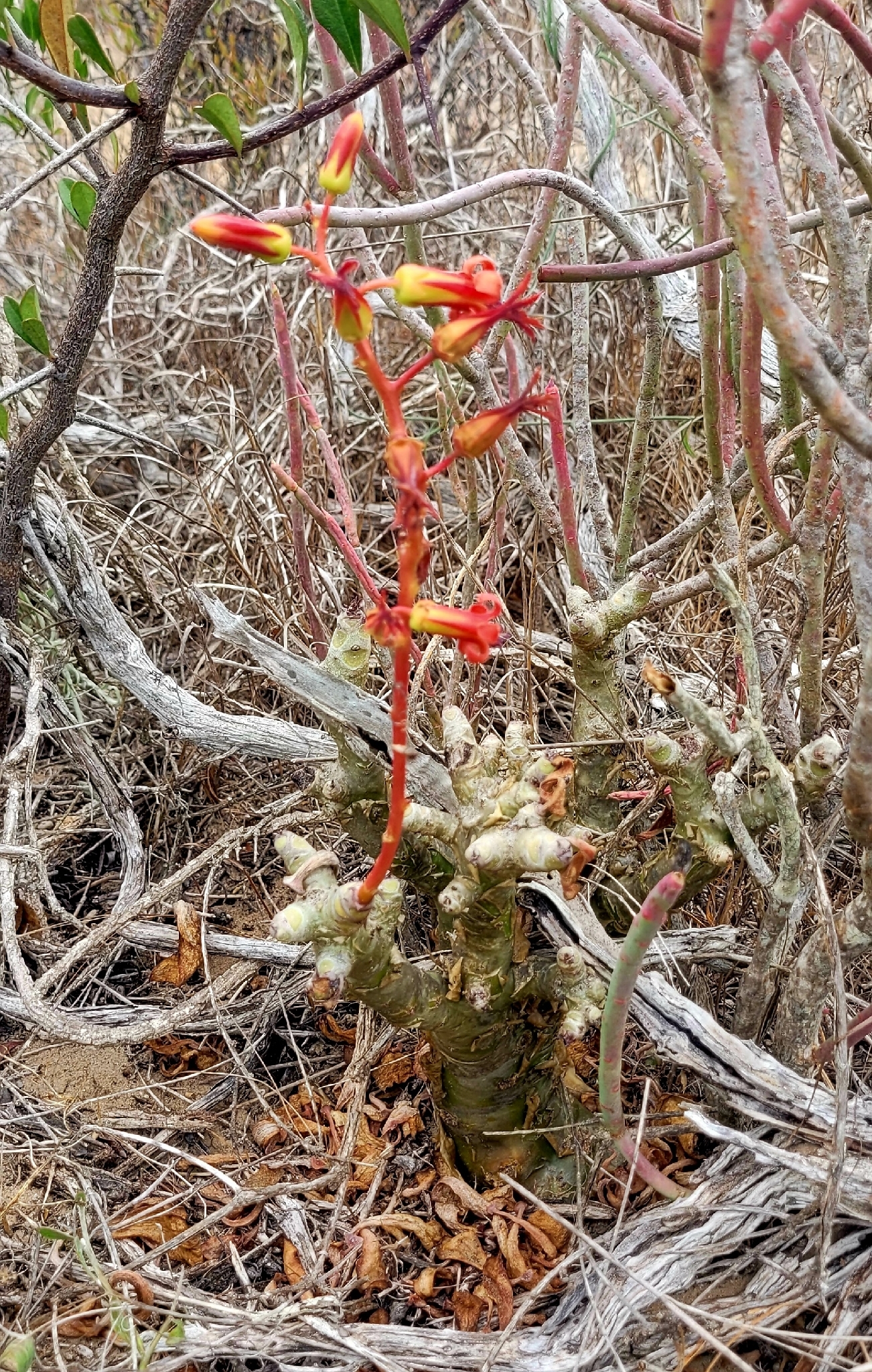 Imagem de Tylecodon paniculatus