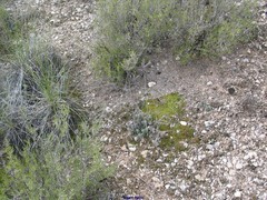 Petrosedum sediforme