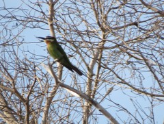 Merops superciliosus