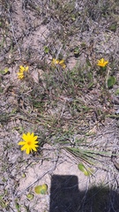 Aspilia montevidensis