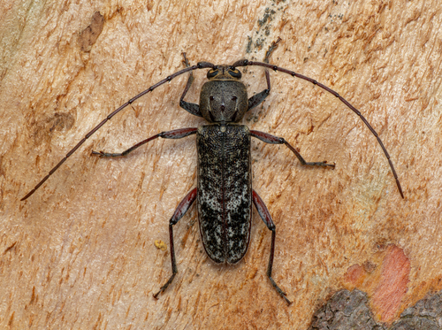 Phacodes