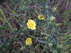 Cistus calycinus
