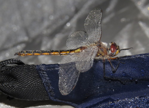 Florida Baskettail photo 2