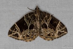 Gandaritis atricolorata