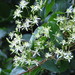 Clematis uncinata - Photo (c) JODY HSIEH, some rights reserved (CC BY-NC), uploaded by JODY HSIEH