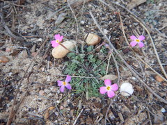 Malcolmia triloba