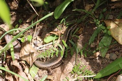 Oligosoma kokowai