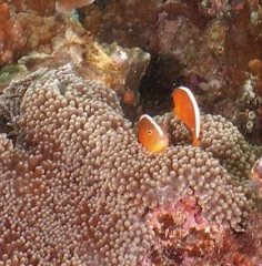 Amphiprion sandaracinos