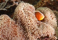 Amphiprion sandaracinos