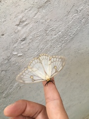 Pseudaphelia apollinaris