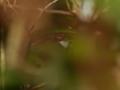 iNaturalist image