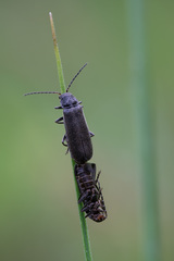 Cantharis paludosa