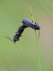 Cantharis paludosa