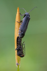 Cantharis paludosa
