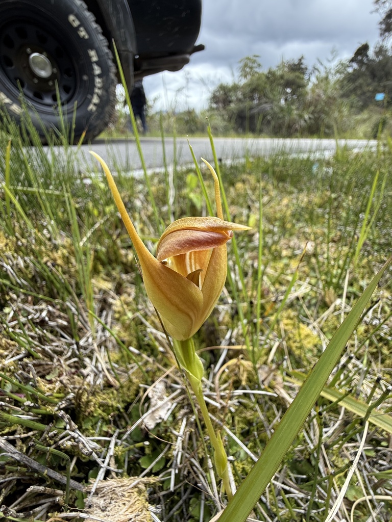 Pterostylis papuana (Pterostylis papuana)