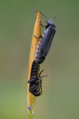 Cantharis paludosa