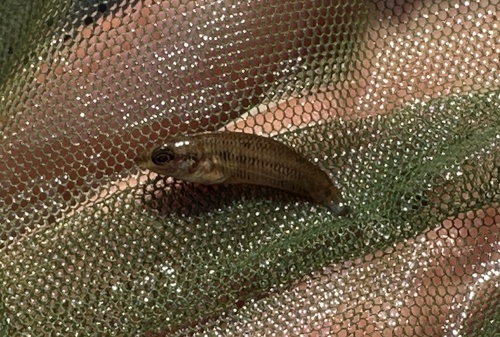 Prima fighter (Betta prima) — Osphronemidae — 3