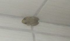 Scinax x-signatus