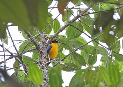 Anisognathus notabilis