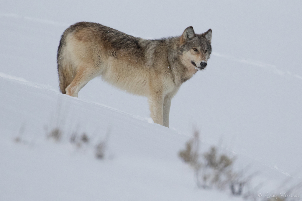 Northwestern Wolf (Canis lupus occidentalis) - Know Your Mammals