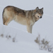 Canis lupus occidentalis - Photo (c) Casey Weissburg, algunos derechos reservados (CC BY-NC), uploaded by Casey Weissburg