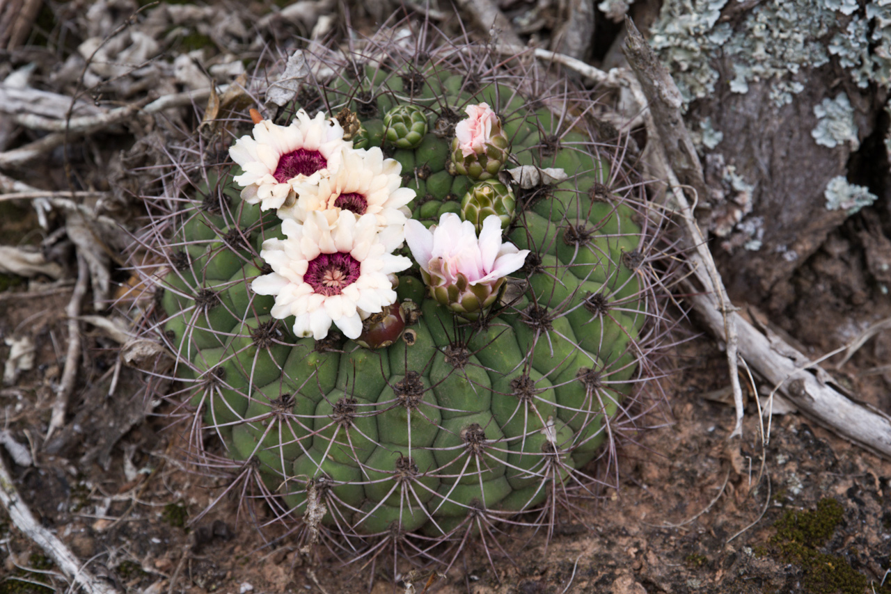 Gymnocalycium pflanzii