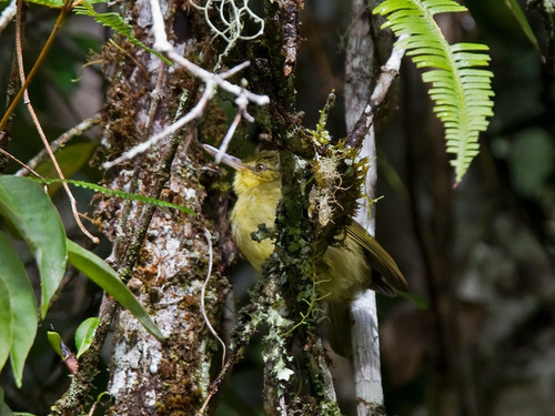 iNaturalist image