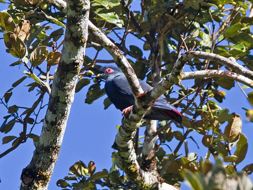 iNaturalist image
