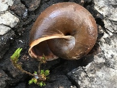 Helminthoglypta nickliniana