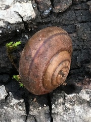 Helminthoglypta nickliniana