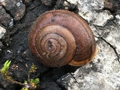 Helminthoglypta nickliniana