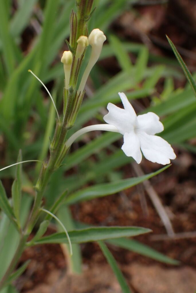 Chascanum schlechteri (Chascanum schlechteri)
