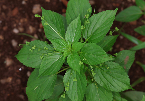 Mercury Doughwood (Micrococca mercurialis)