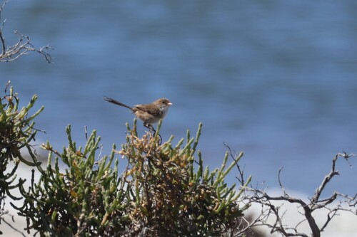 White-winged Fairywren (Malurus leucopterus)