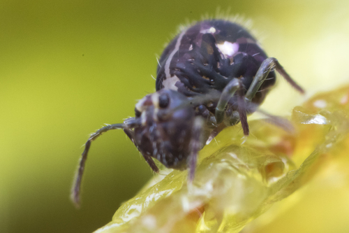 Speckled Springtail