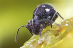 Ptenothrix maculosa