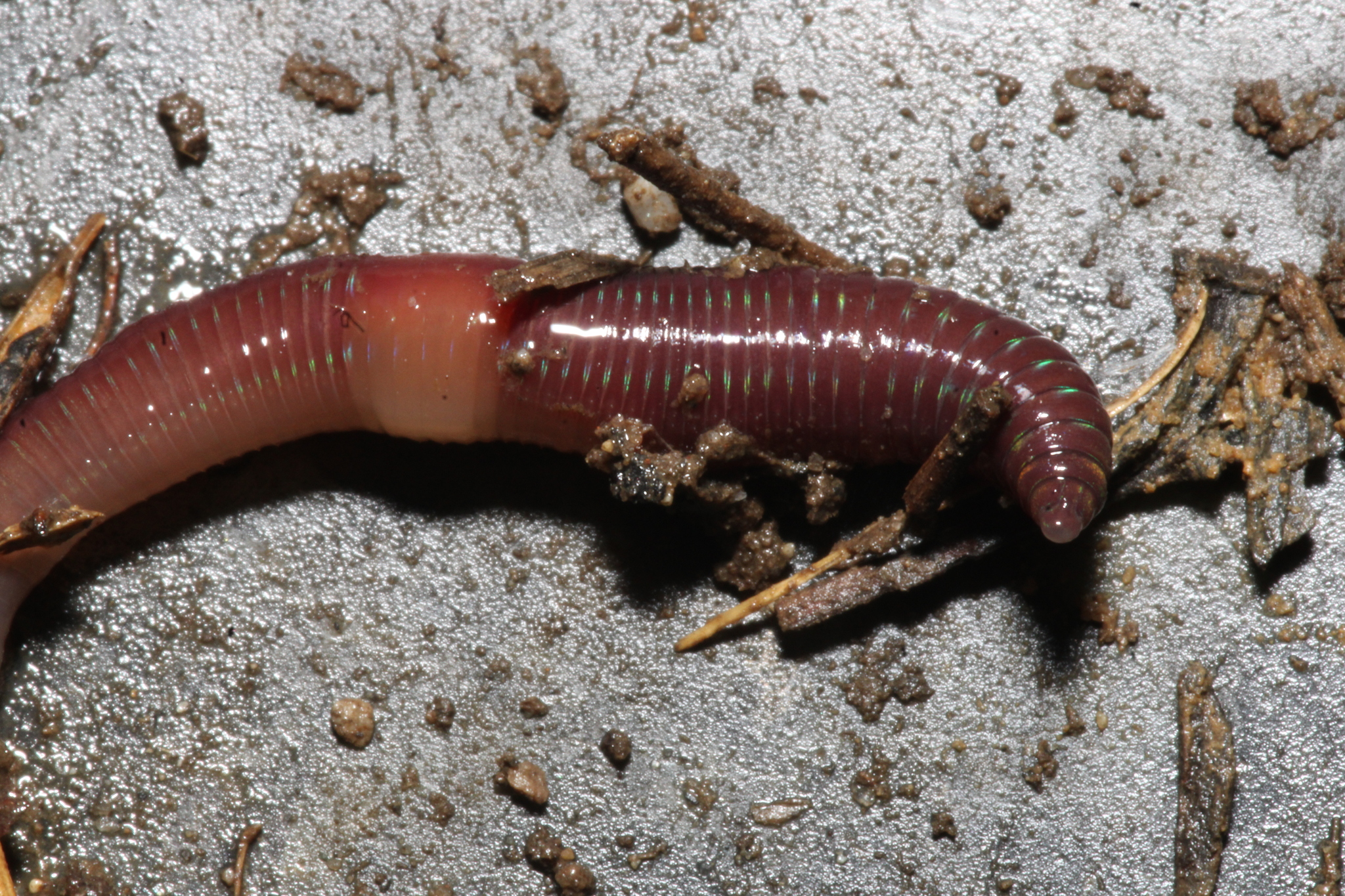 Lumbricus castaneus (Savigny, 1826)