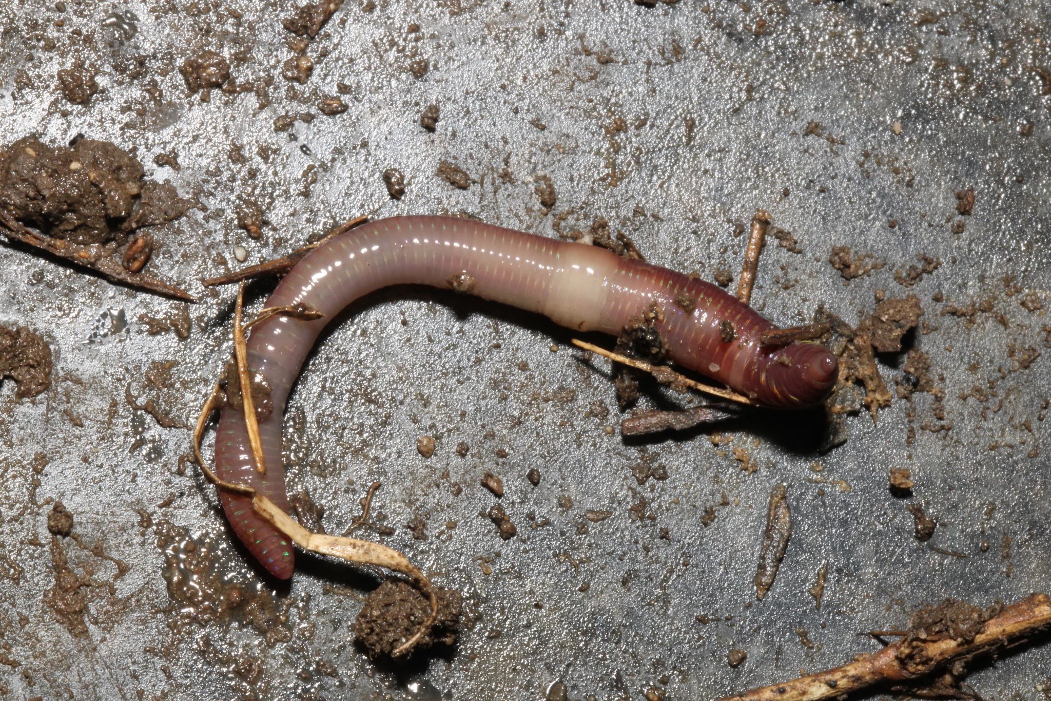 Lumbricus castaneus (Savigny, 1826)