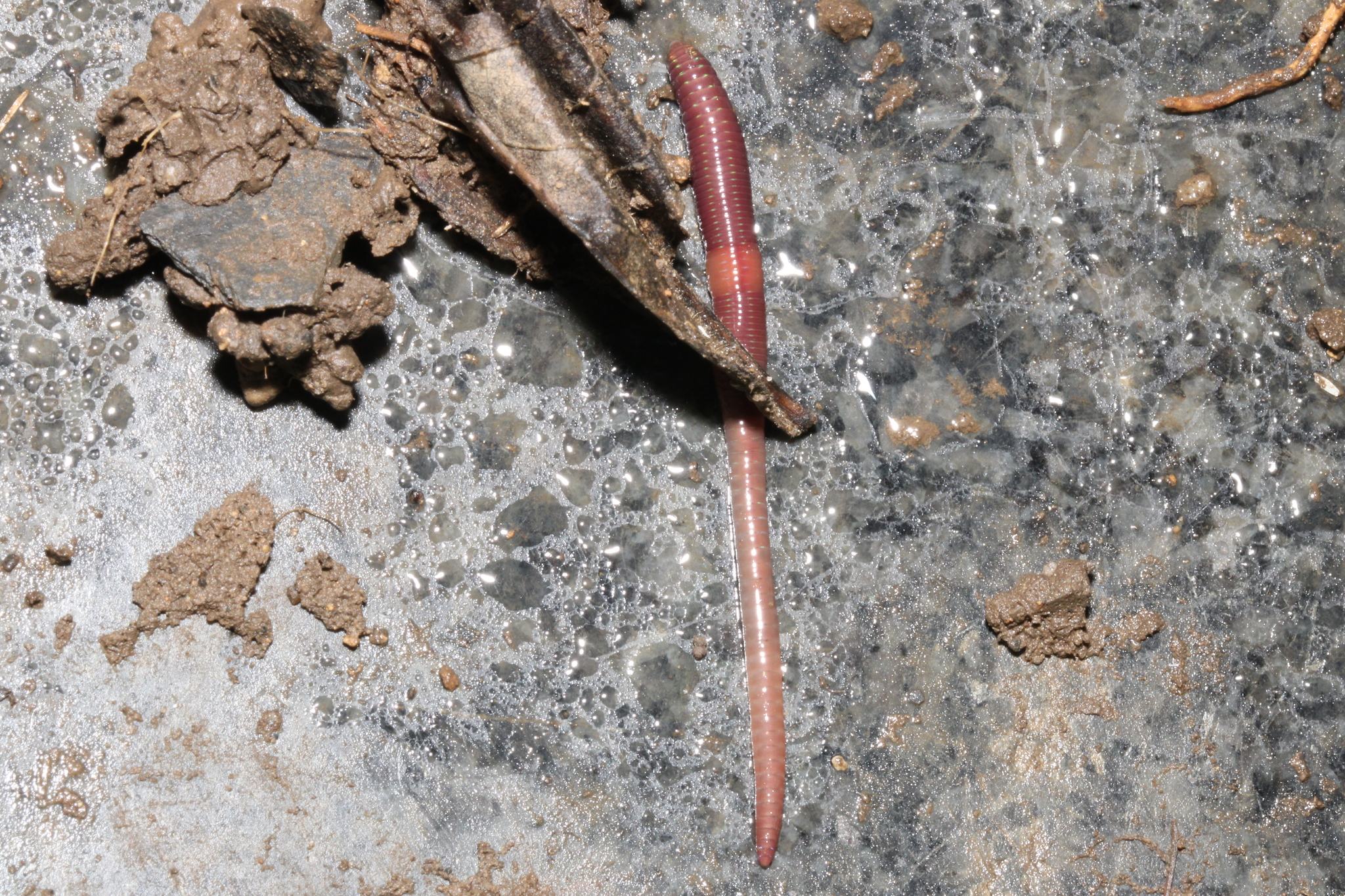 Lumbricus castaneus (Savigny, 1826)