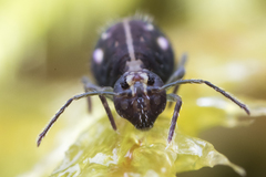 Ptenothrix maculosa